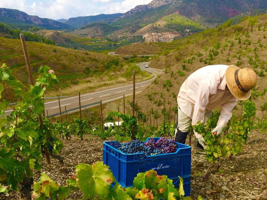 man with sun hat picking grapes in Ktima Spiropoulos vineyard and putting them in the create